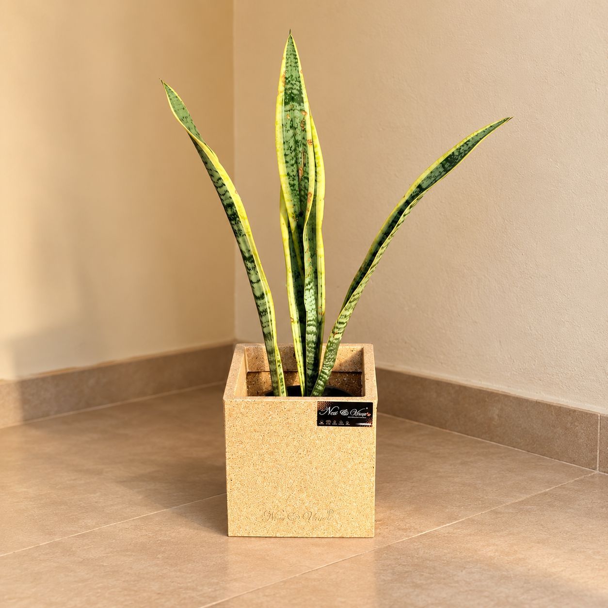 Snake Plant Golden In 8 X 8 Inch Sandstone Premium Kyvos Fiberglass Planter - Durable Large Size Decoratiive Fiber Pot For Indoor Outdoor Plants With 5 Year Warranty