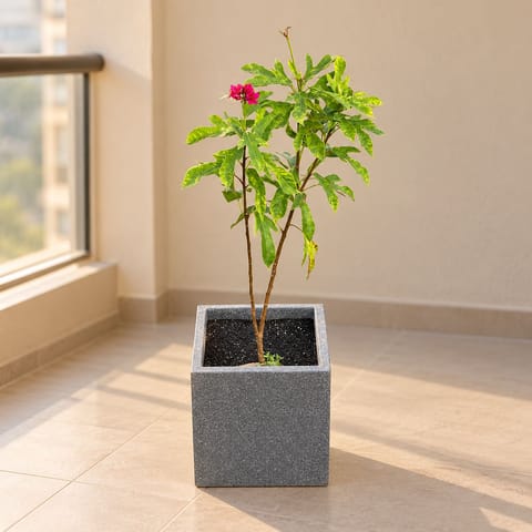 Jatropha / Sundar Rupa In 8 X 8 Inch Grey Premium Kyvos Fiberglass Planter - Durable Large Size Decoratiive Fiber Pot For Indoor Outdoor Plants With 5 Year Warranty