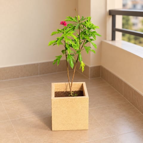 Jatropha / Sundar Rupa In 8 X 8 Inch Sandstone Premium Kyvos Fiberglass Planter - Durable Large Size Decoratiive Fiber Pot For Indoor Outdoor Plants With 5 Year Warranty