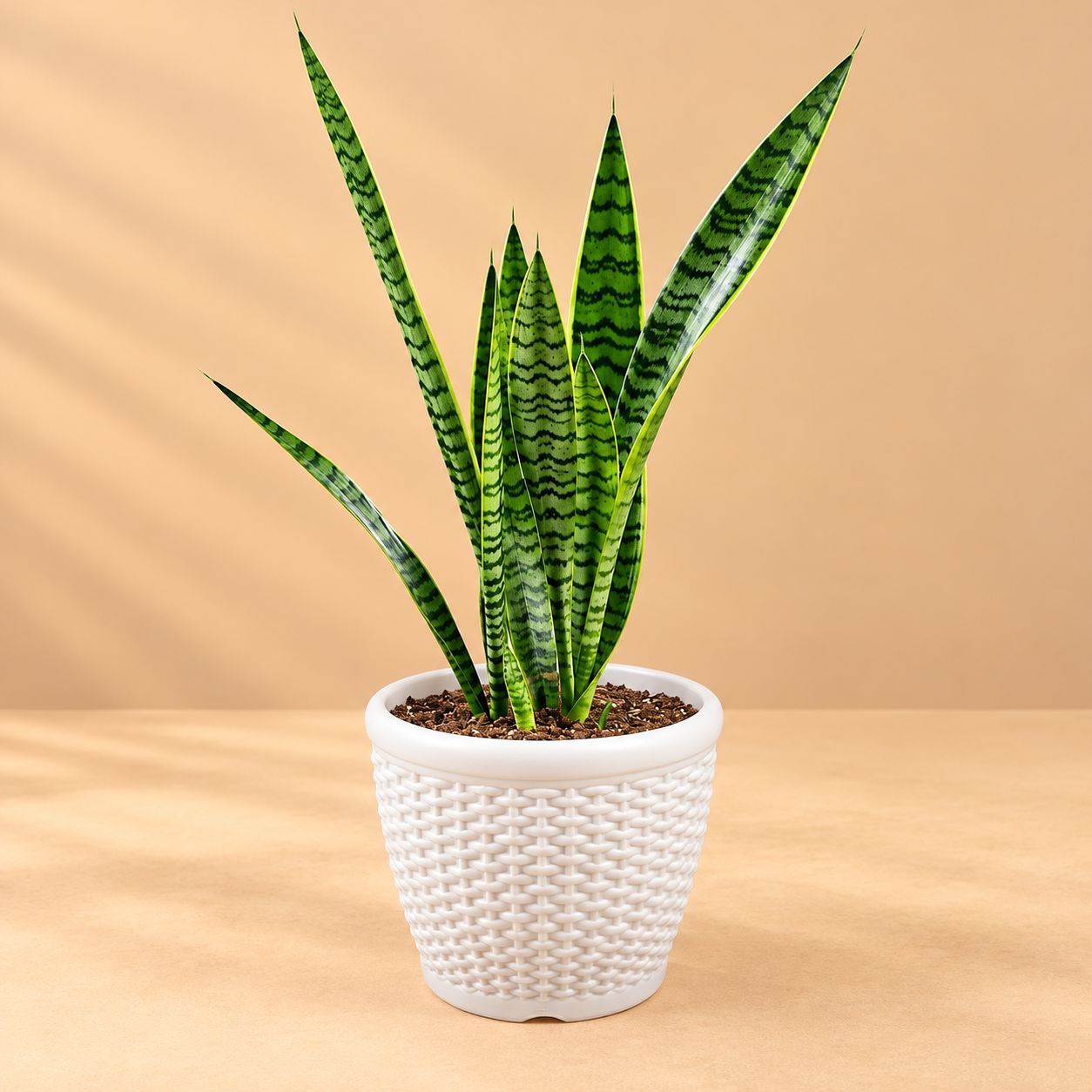 Air Purifying Snake Plant Green ( 1 Ft) in 8 Inch White Marble Premium Matt Classic Plastic Pot