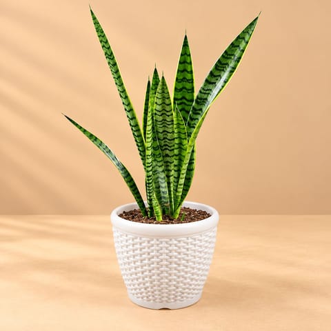 Air Purifying Snake Plant Green ( 1 Ft) in 8 Inch White Marble Premium Matt Classic Plastic Pot
