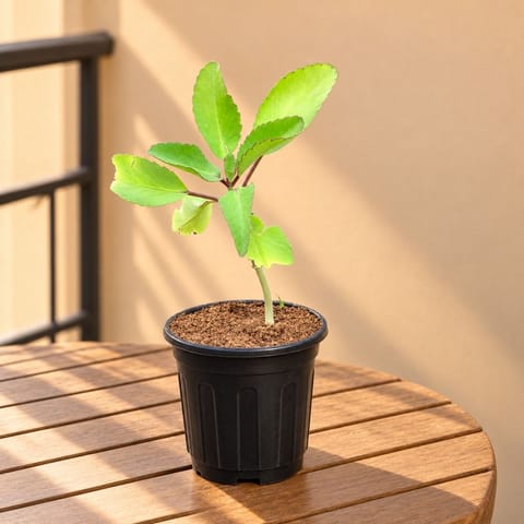 Patharchatta Medicinal Plant in 6 Inch Nursery Pot