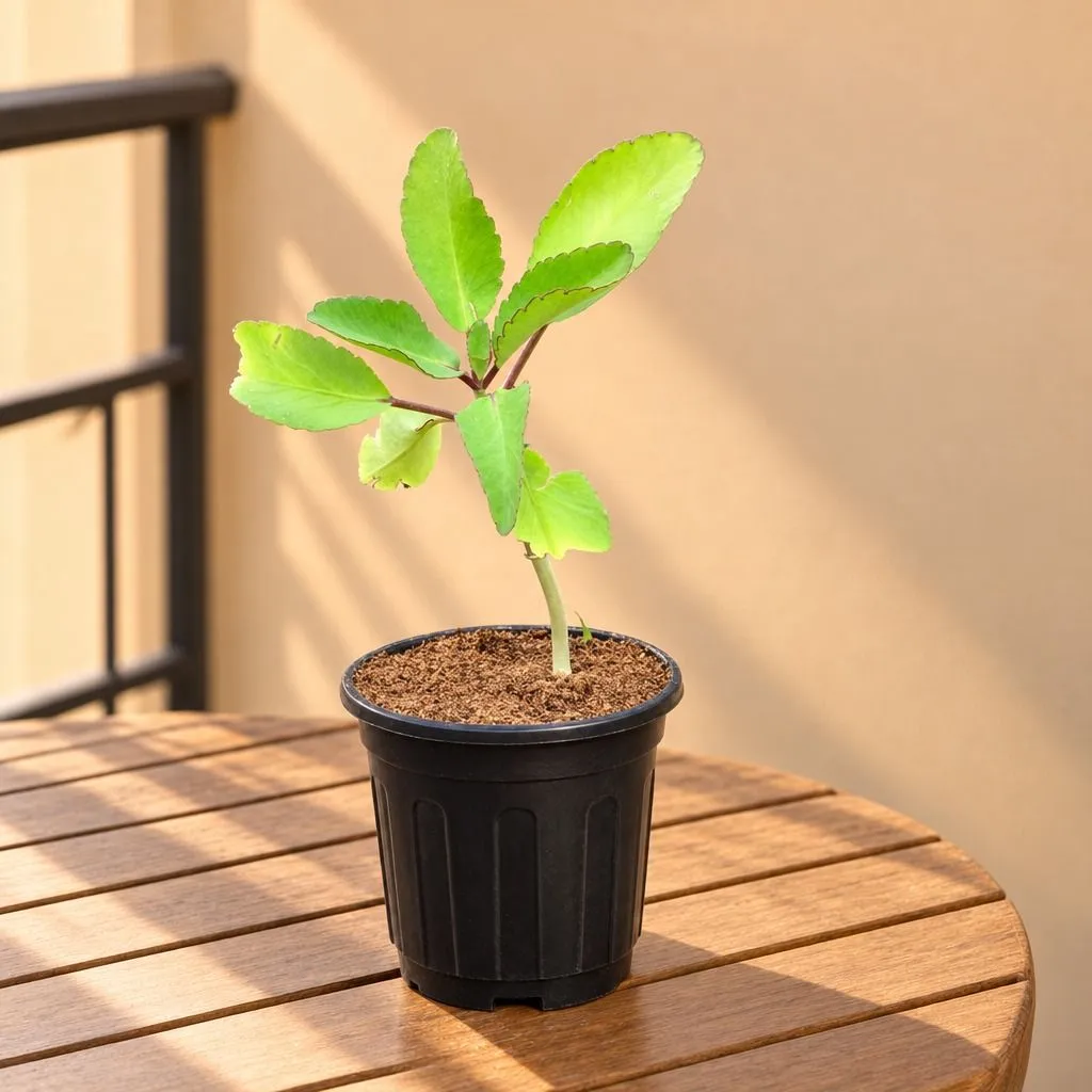 Patharchatta Medicinal Plant in 6 Inch Nursery Pot