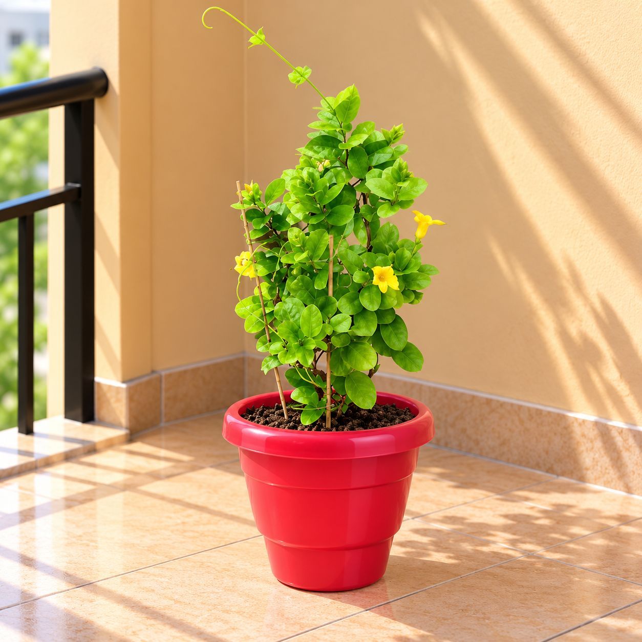 Allamanda Creeper (any colour) in 8 Inch Terracotta Red Classy Plastic Pot