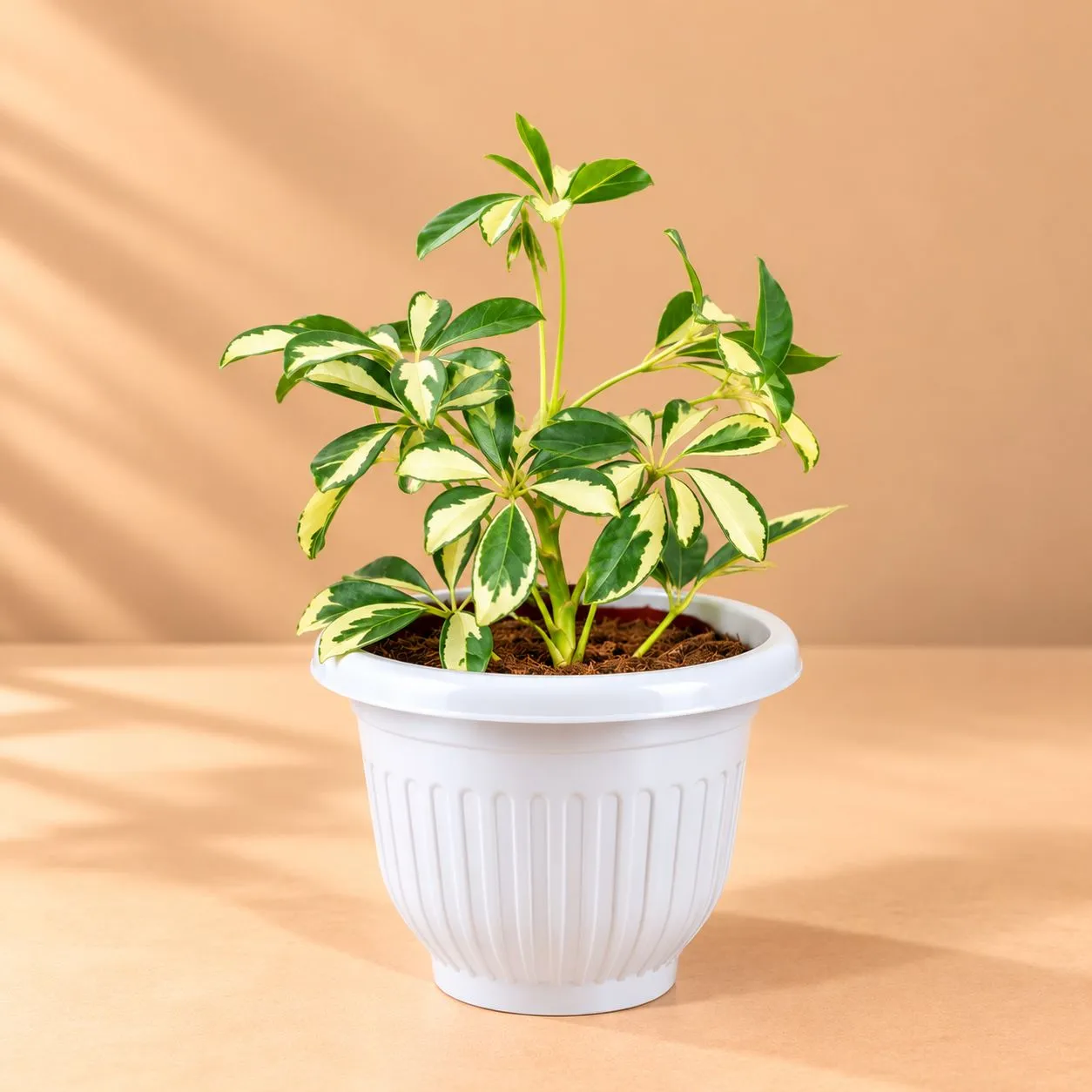Air Purifying - Schefflera Variegated in 8 Inch White Olive Plastic Pot