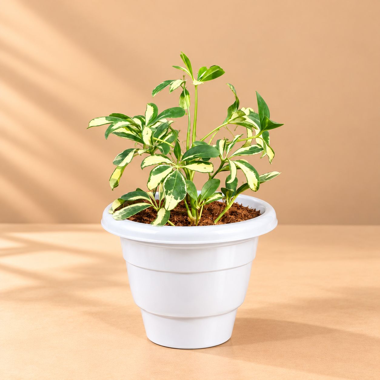Air Purifying - Schefflera Variegated in 8 Inch White Classy Plastic Pot