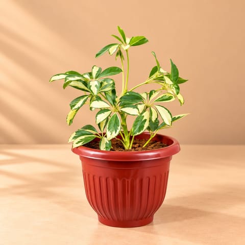 Air Purifying - Schefflera Variegated in 8 Inch Terracotta Red Olive Plastic Pot