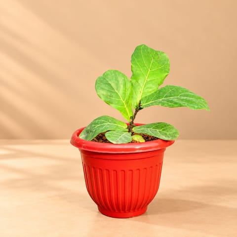 Fiddle Leaf Fig / Ficus Lyrata in 8 Inch Terracotta Red Olive Plastic Pot
