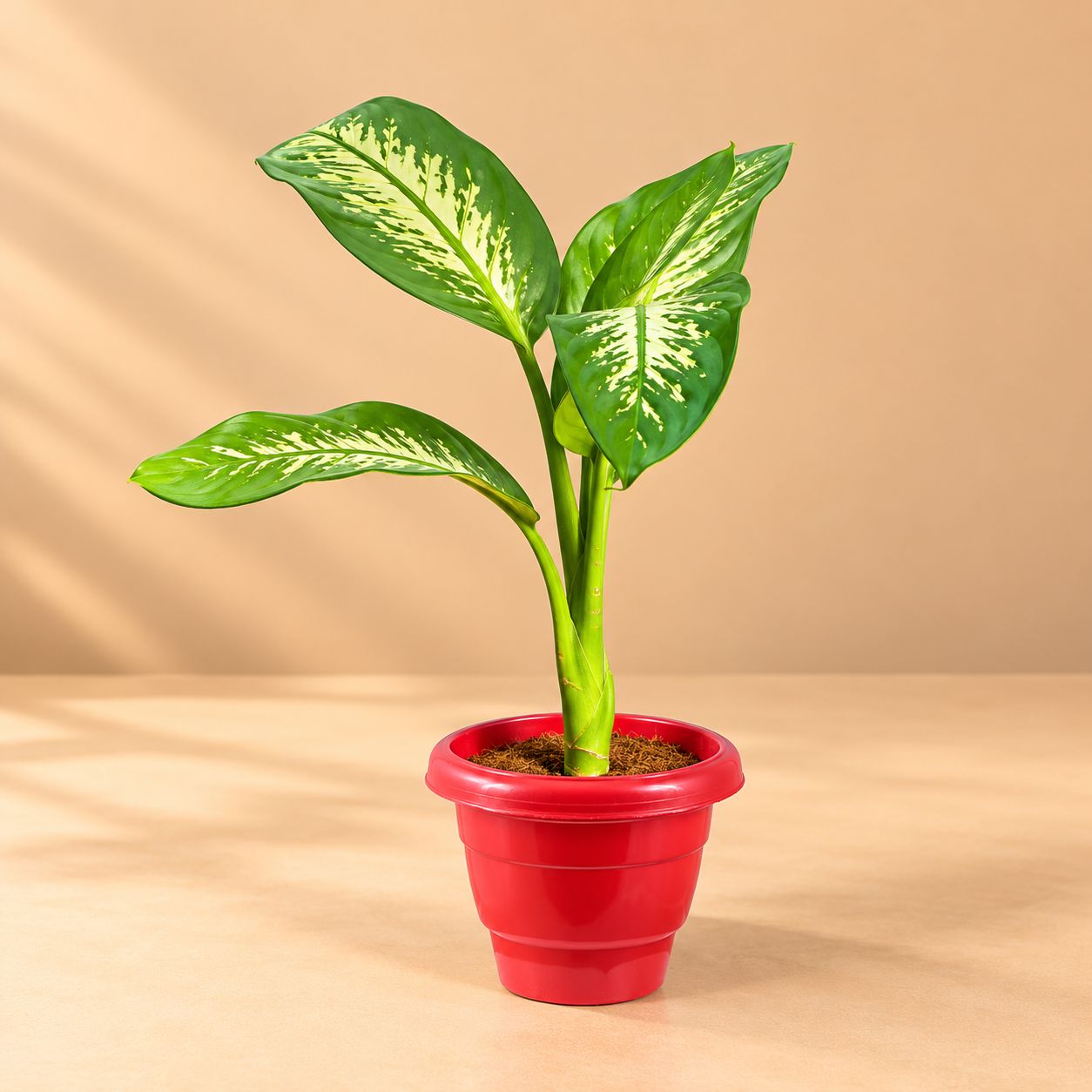 large Dieffenbachia seguine in 10 Inch Terracotta Red Classy Plastic Pot