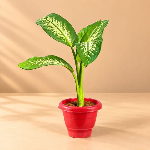 large Dieffenbachia seguine in 10 Inch Terracotta Red Classy Plastic Pot