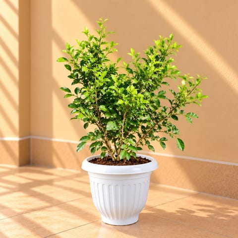 Madhu Kamini White / Murraya ( 1 Ft) in 8 Inch White Olive Plastic Pot