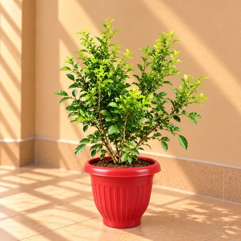 Madhu Kamini White / Murraya ( 1 Ft) in 8 Inch Terracotta Red Olive Plastic Pot