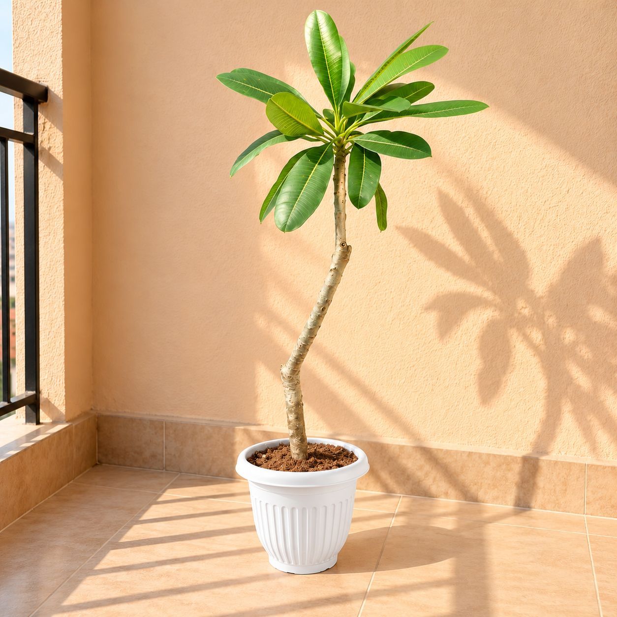 Champa / Plumeria in 8 Inch White Olive Plastic Pot