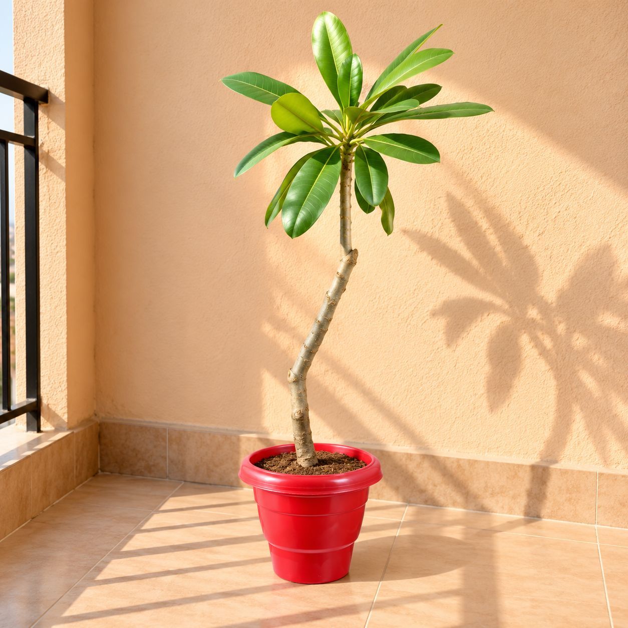 Champa / Plumeria in 8 Inch Terracotta Red Classy Plastic Pot