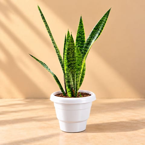 Air Purifying Snake Plant Green ( 1 Ft) in 8 Inch White Classy Plastic Pot