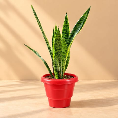 Air Purifying Snake Plant Green ( 1 Ft) in 8 Inch Terracotta Red Classy Plastic Pot