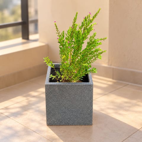 Cuphea / False Heather Pink In 8 X 8 Inch Grey Premium Kyvos Fiberglass Planter - Durable Large Size Decoratiive Fiber Pot For Indoor Outdoor Plants With 5 Year Warranty
