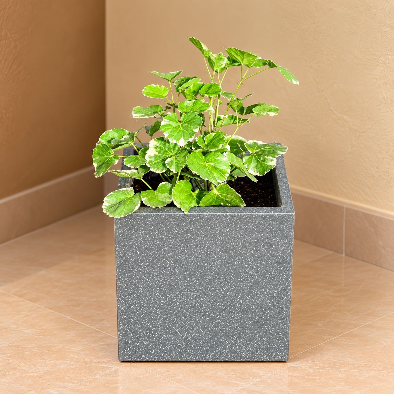 Aralia Apple Leaf In 8 X 8 Inch Grey Premium Kyvos Fiberglass Planter - Durable Large Size Decoratiive Fiber Pot For Indoor Outdoor Plants With 5 Year Warranty