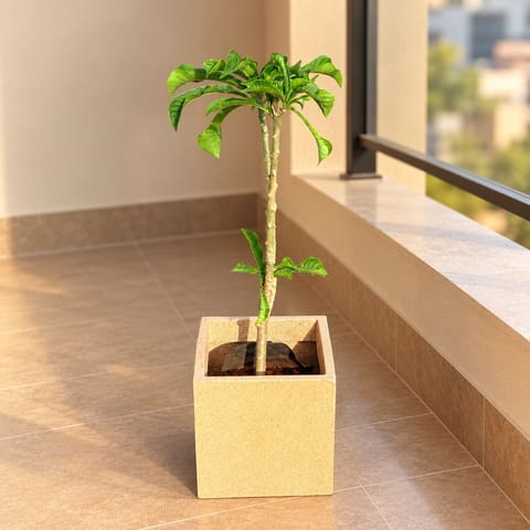 Naag Champa / Plumeria In 8 X 8 Inch Sandstone Premium Kyvos Fiberglass Planter - Durable Large Size Decoratiive Fiber Pot For Indoor Outdoor Plants With 5 Year Warranty