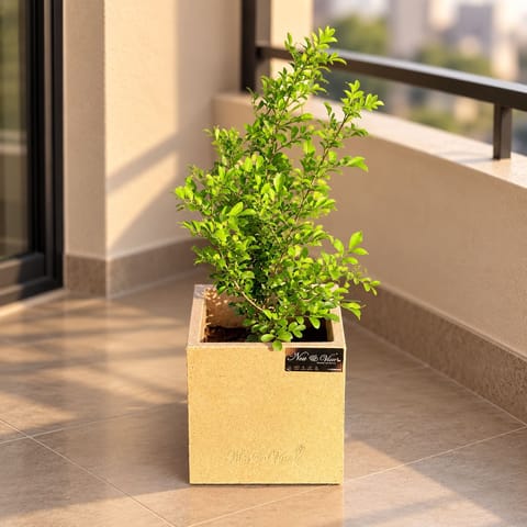Madhu Kamini White In 8 X 8 Inch Sandstone Premium Kyvos Fiberglass Planter - Durable Large Size Decoratiive Fiber Pot For Indoor Outdoor Plants With 5 Year Warranty