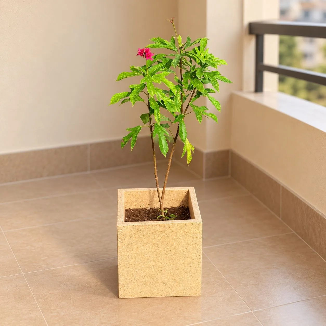 Jatropha / Sundar Rupa In 8 X 8 Inch Sandstone Premium Kyvos Fiberglass Planter - Durable Large Size Decoratiive Fiber Pot For Indoor Outdoor Plants With 5 Year Warranty