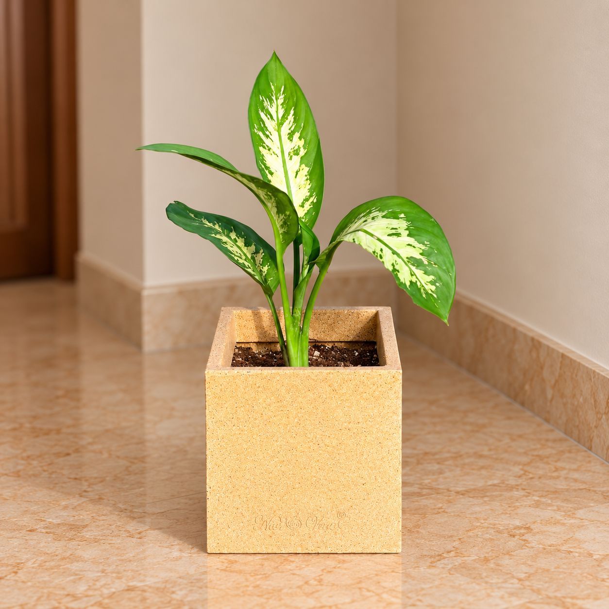 Dieffenbachia Seguine In 8 X 8 Inch Sandstone Premium Kyvos Fiberglass Planter - Durable Large Size Decoratiive Fiber Pot For Indoor Outdoor Plants With 5 Year Warranty