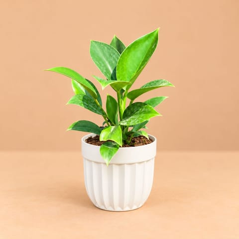 Air Purifying - Philodendron Birkin In 6 Inch White Premium Italica Plastic Planter