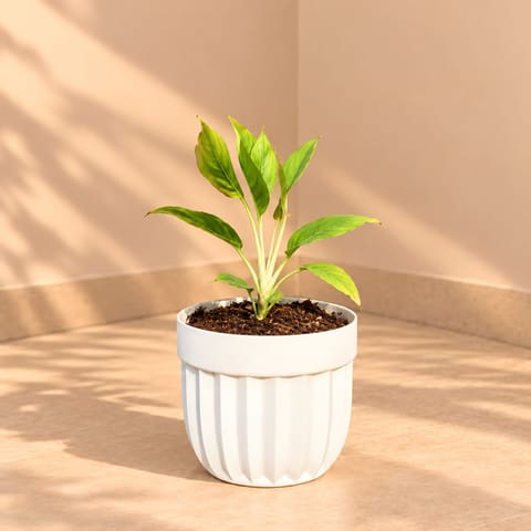 Aglaonema Lipstick In 6 Inch White Premium Italica Plastic Planter