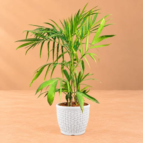 Cane Palm in 8 Inch White Marble Premium Matt Classic Plastic Pot