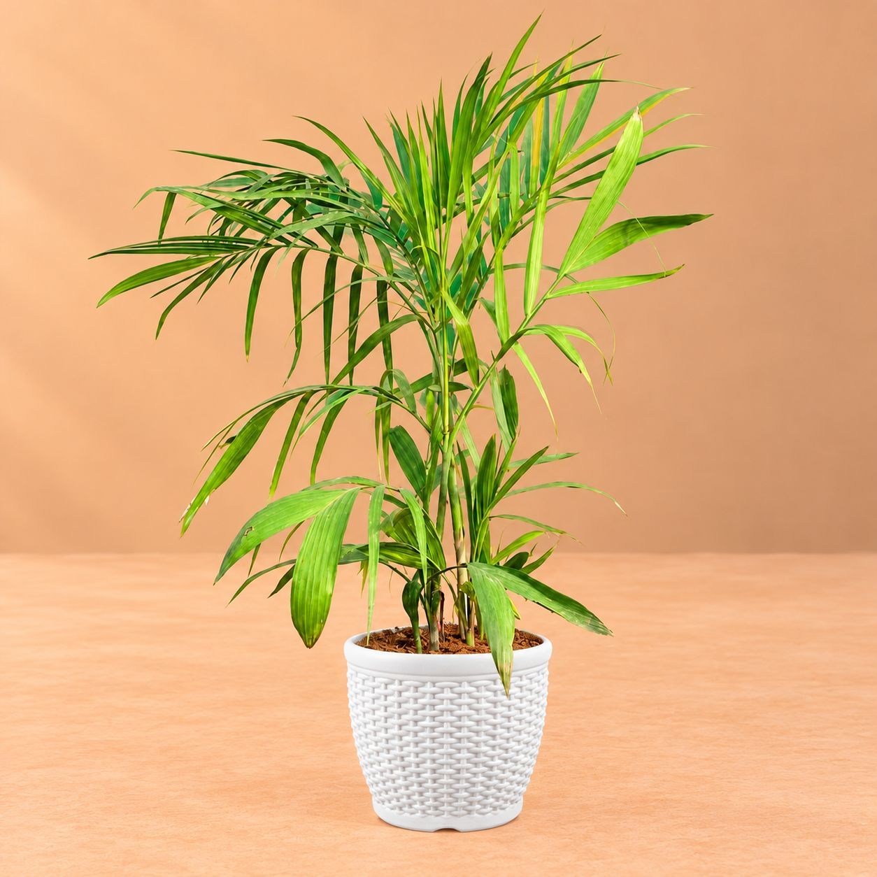 Cane Palm in 8 Inch White Marble Premium Matt Classic Plastic Pot