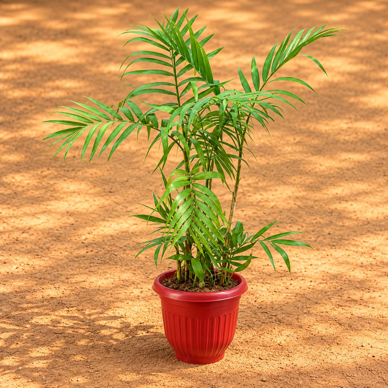 Cane Palm (~2-2.5 Ft) in 8 Inch Terracotta Red Olive Plastic Pot