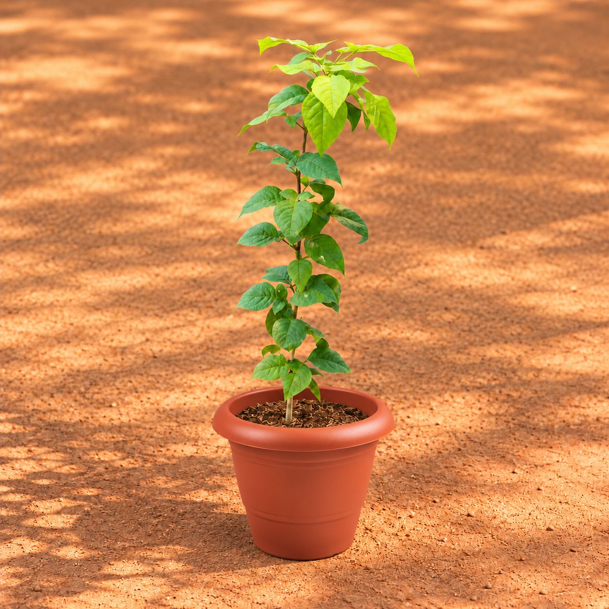 Free Next Day Delivery | Bel Patra in 8 Inch Terracotta Red Classy ...