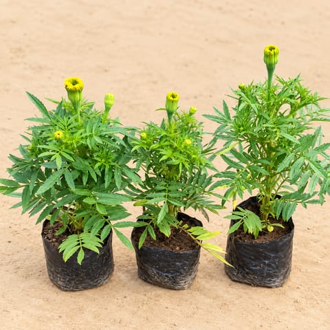 Set of 3 - Marigold (any colour) in 4 Inch Nursery Bag