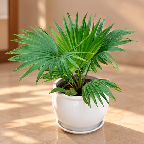 China / Fan Palm in 8 Inch Classy White Matki Ceramic Pot with Tray - Best Large Indoor Plant