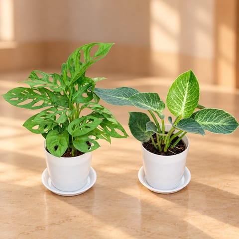 Set of 2 - Monstera Broken Heart & Philodendron Birkin in 5 Inch White Premium Sphere Plastic Pot with Tray