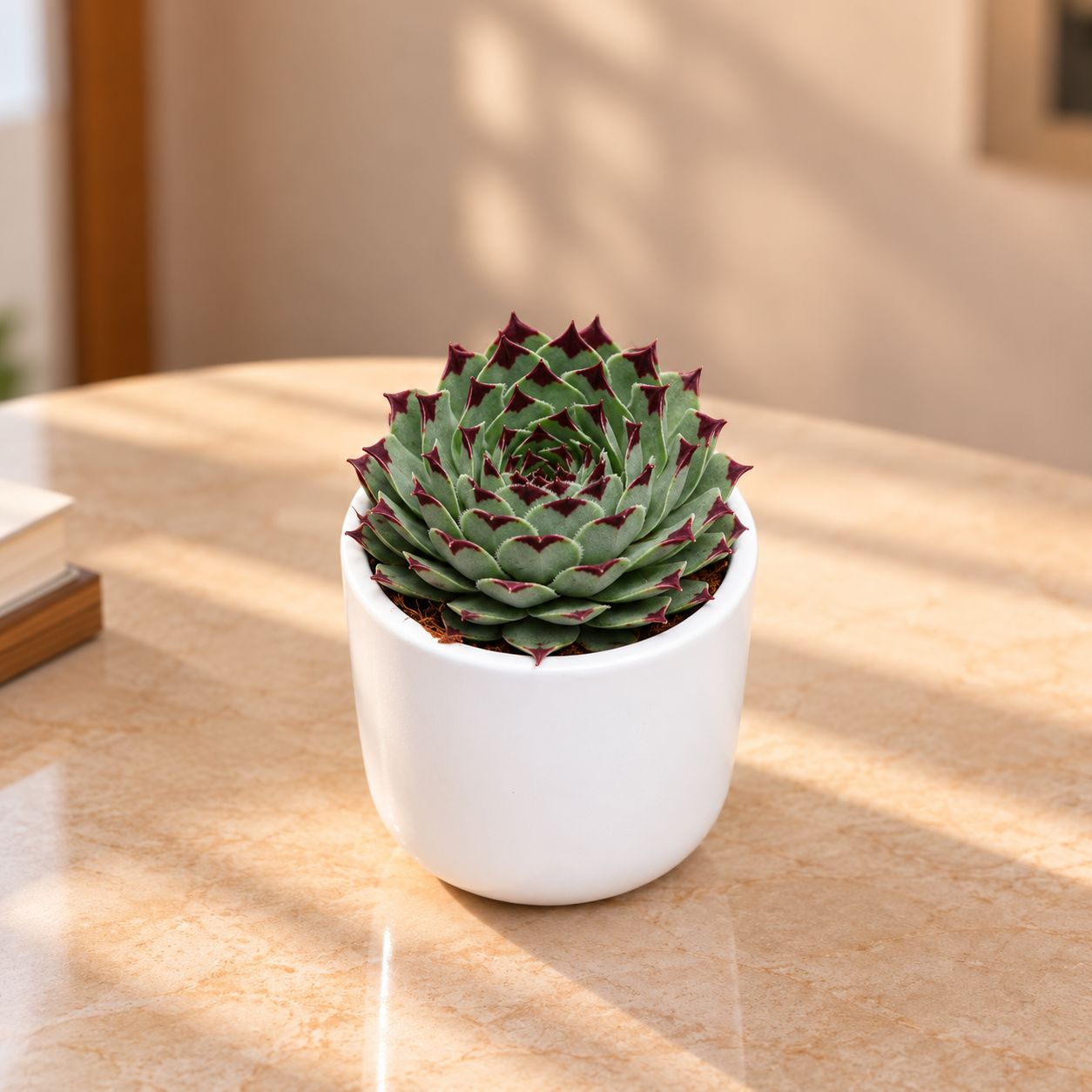 Lakshmi / Laxmi Kamal Succulent in 3 Inch Classy Cylindrical Ceramic Pot (any colour)