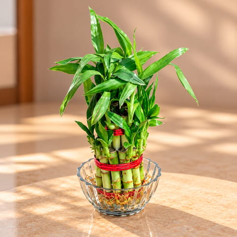 2 Layer Lucky Bamboo with Glass Pot