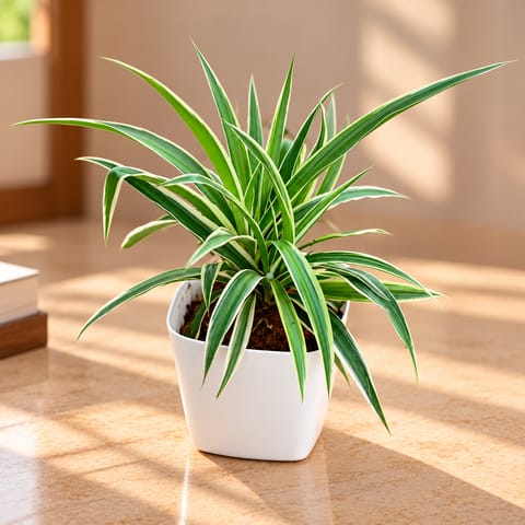 Spider in 3 Inch Premium Square Plastic Pot (any colour)