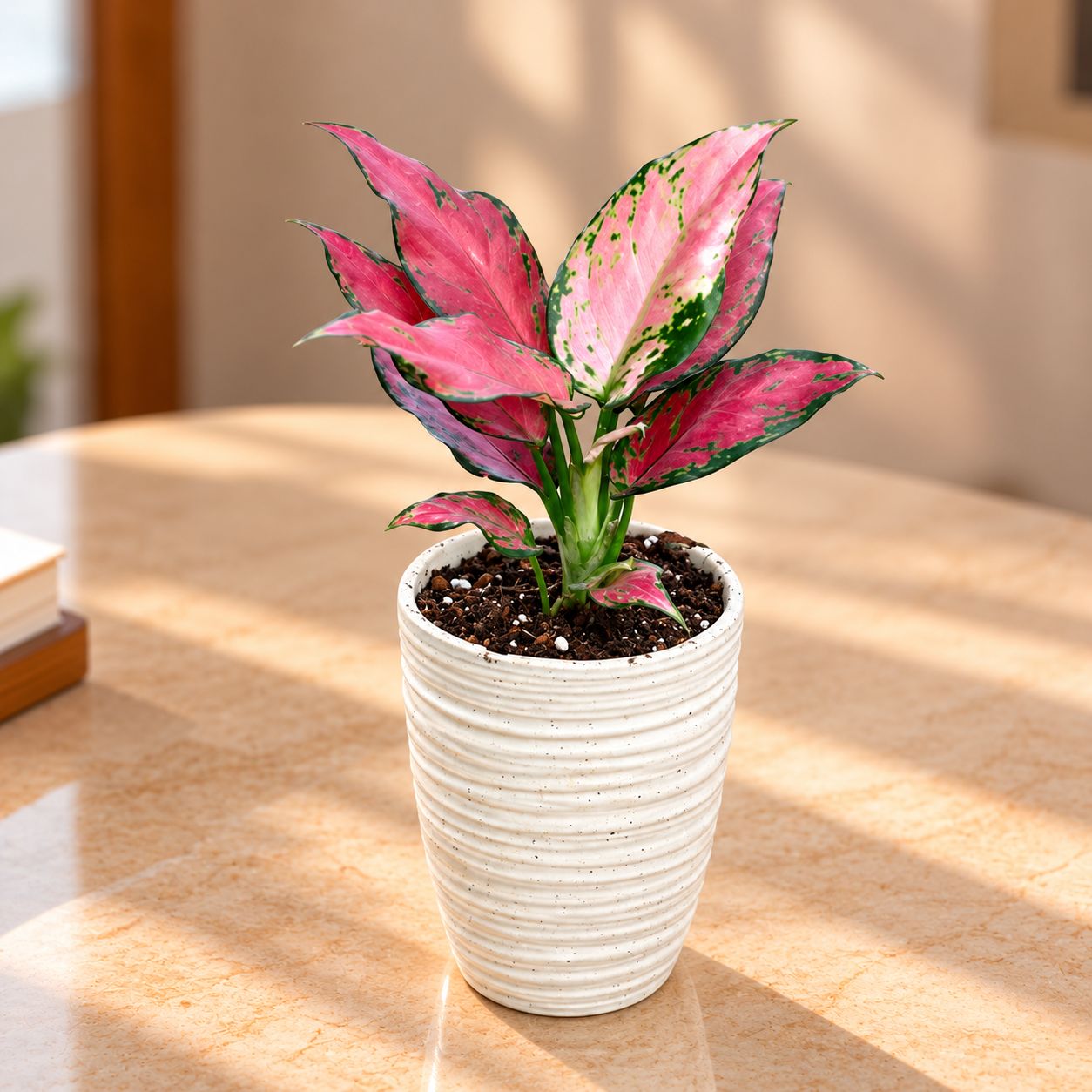Aglaonema Wishes in 5 Inch Classy White Glass Designer Ceramic Pot (any design)