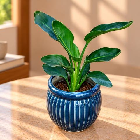 Bird of Paradise in 8 Inch Verdant Matki Textured Ceramic Pot (any colour)