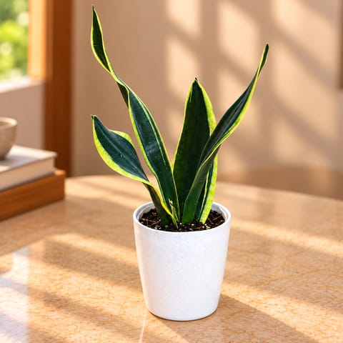 Snake Black Vareigated in 5 Inch White Sphere Plastic Pot