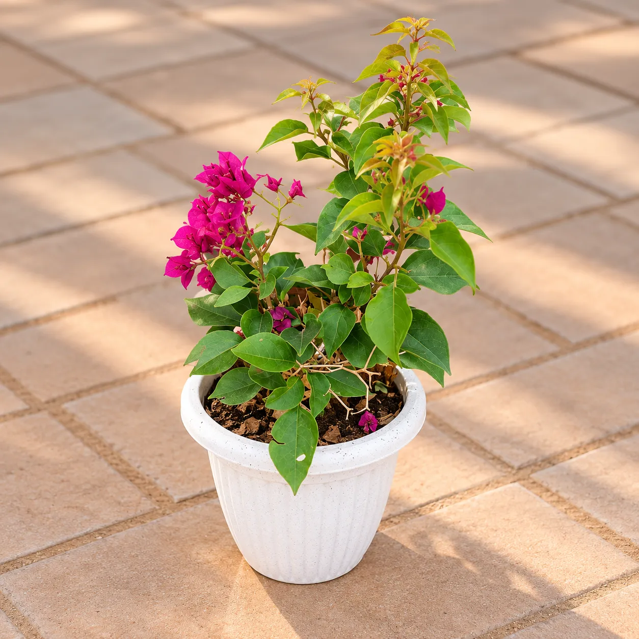 Bougainvillea Pink in 8 Inch White Olive Plastic Pot