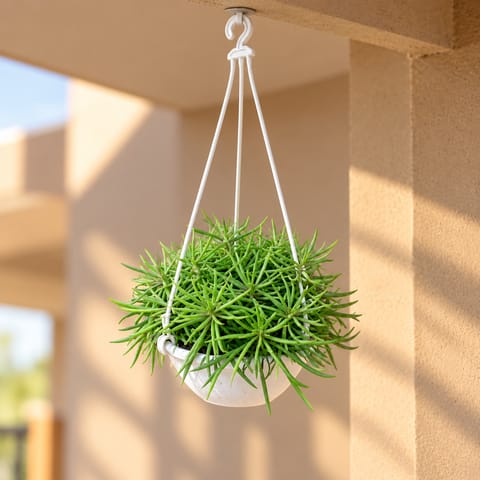 Pine Succulent in 6 Inch White Hanging Plastic Pot