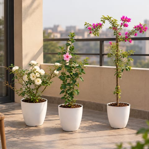 Garden Vibrant Pack - Set of 3 - Button Rose / Gulab (any color), Hibiscus / Gudhal Pink & Bougainvillea Pink in 8 Inch White Premium Orchid Round Plastic Pot