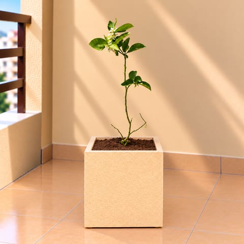 Grafted Aam / Mango All Time In 8 X 8 Inch Sandstone Premium Kyvos Fiberglass Planter