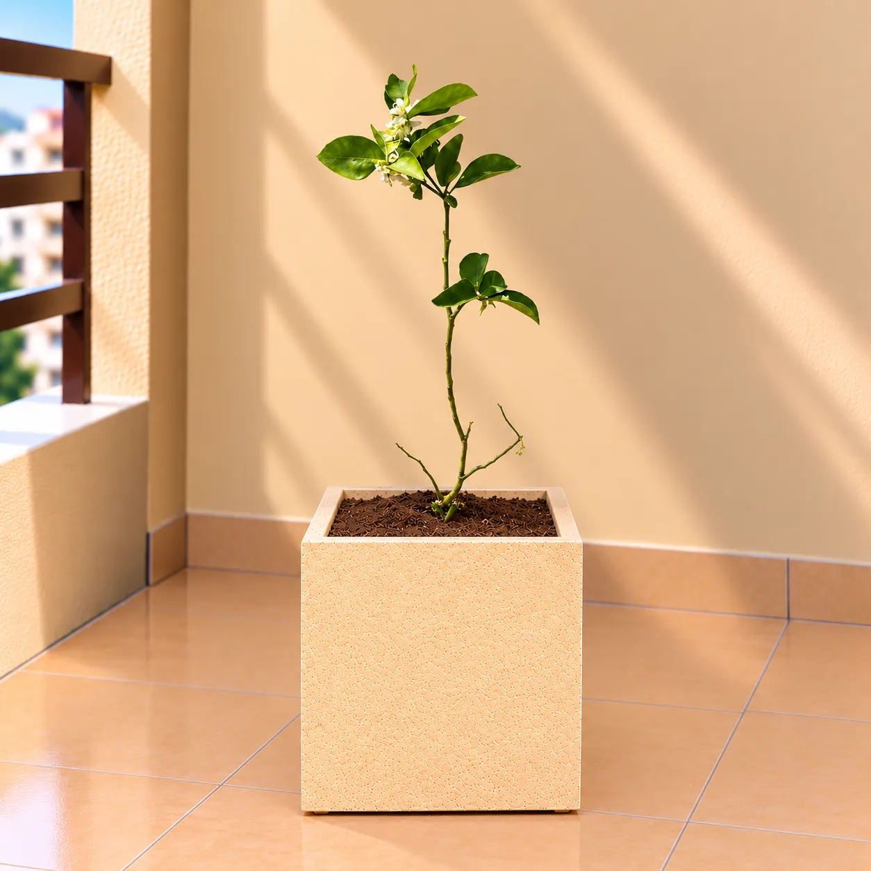 Grafted Aam / Mango All Time In 8 X 8 Inch Sandstone Premium Kyvos Fiberglass Planter