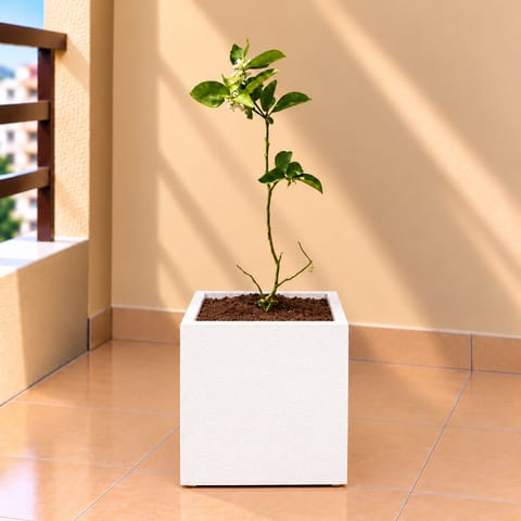 Grafted Aam / Mango All Time In 8 X 8 Inch White Premium Kyvos Fiberglass Planter
