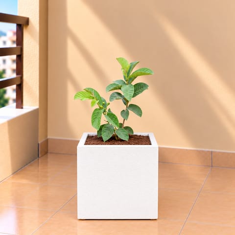 China Amrood / Guava Fruit Plant In 8 X 8 Inch White Premium Kyvos Fiberglass Planter