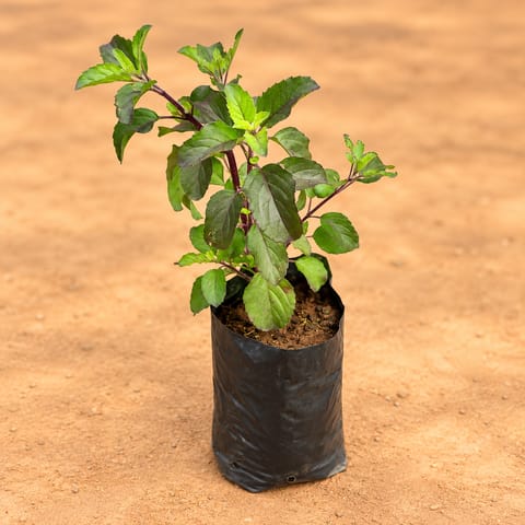 Shyama Tulsi in 4 Inch Nursery Bag