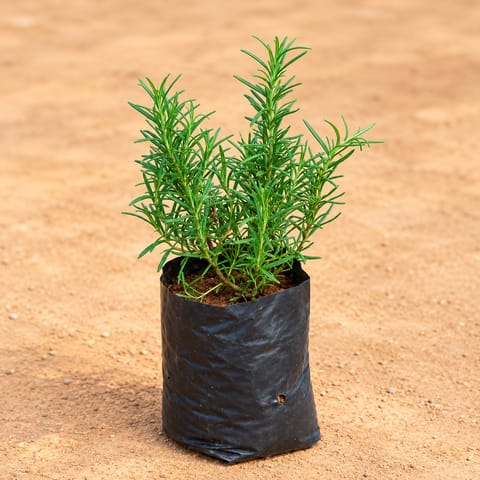 Rosemary in 4 Inch Nursery Bag